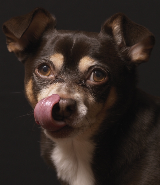Funny Licking Dog Photography